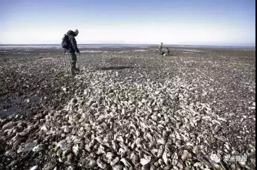 澳洲抓超大青蟹,澳洲青蟹捕捉