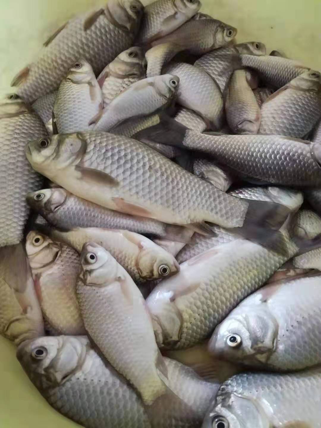 冬天鱼儿藏在哪里怎么下网,冬天鱼都藏在池塘的哪个角落