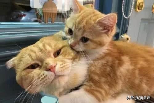 新猫到家被原住民报复,新猫到家被原住民吓应激