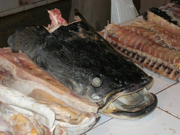 盘点钓鱼中钓出很奇葩鱼,盘点钓鱼钓出稀奇古怪的东西