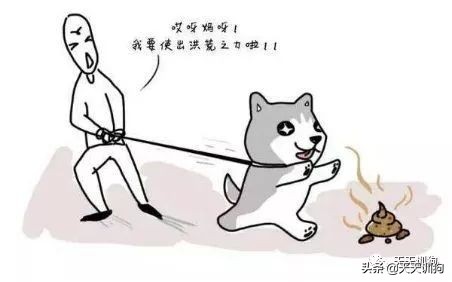 狗狗吃便便的5大原因,狗狗吃便便的几个原因