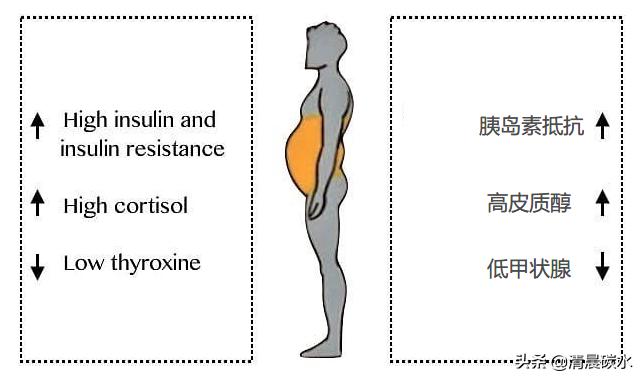 臀腿和腹部怎么减脂有效,臀腿脂肪怎么减最快