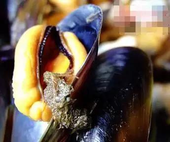 寿光羊口哪个海鲜好,寿光羊口开海节2022年