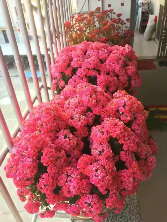 长寿花落蕾处理方法视频,长寿花打花苞