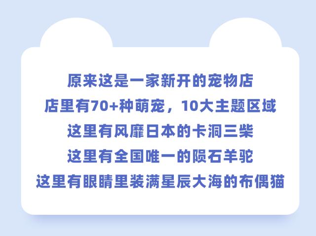 19.9包邮毛绒羊驼,羊驼9.9元秒杀直播