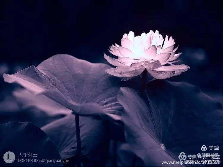 情爱禅语,佛家经典禅语