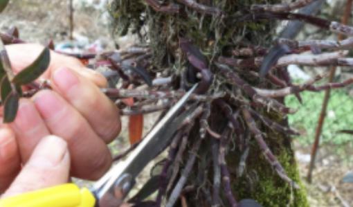 养石斛的正确方法,养石斛兰有诀窍