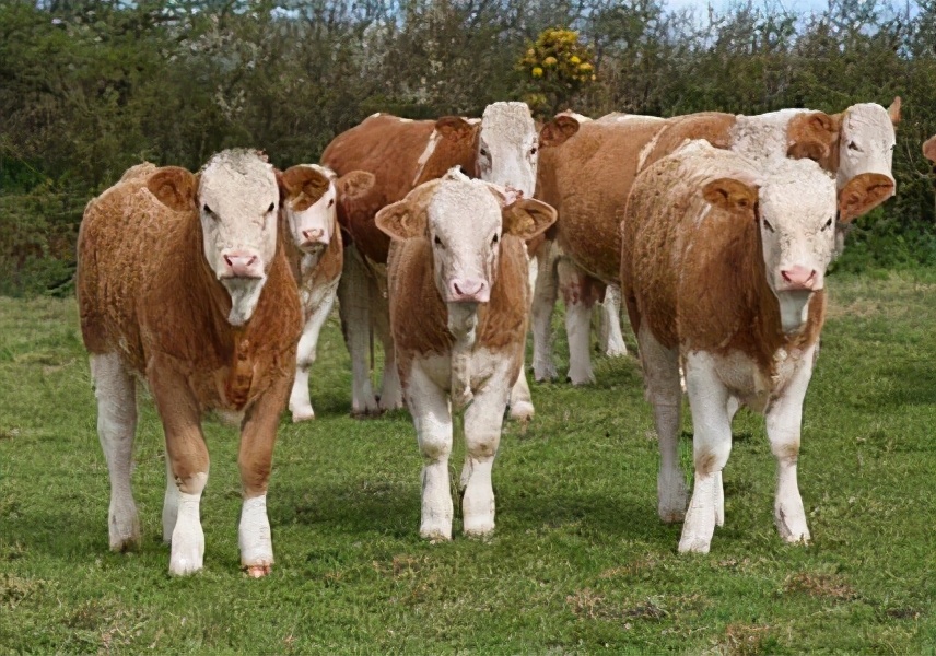 奶牛和肉牛是牛的不同品种吗,肉牛和奶牛肉区别