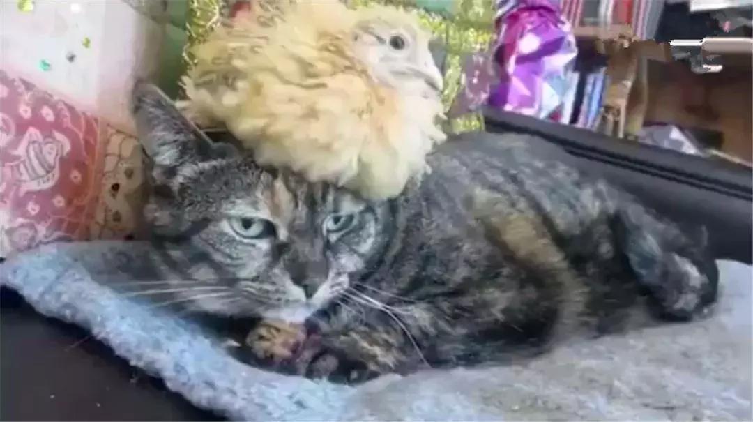 猫咪照顾小鸡,猫咪照顾主人尽职尽心