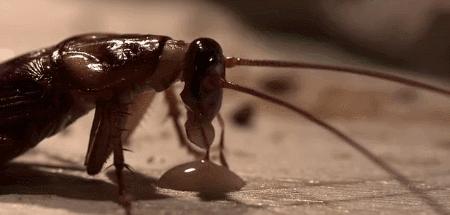 蟑螂处理餐厨垃圾项目简介,北京蟑螂处理餐厨垃圾是否可行
