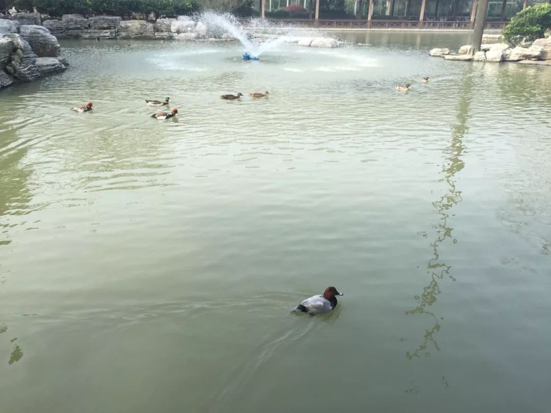 江阴嘉茂国际花鸟园,江阴嘉茂国际花鸟园什么时候再开