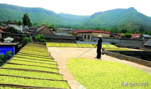 农作物小作坊创业项目,现在农村做什么种植最赚钱最稳