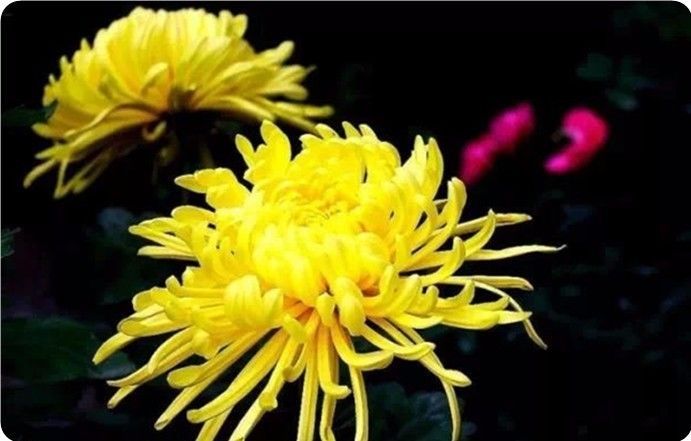 菊花100幅欣赏,菊花的十大绝美诗句