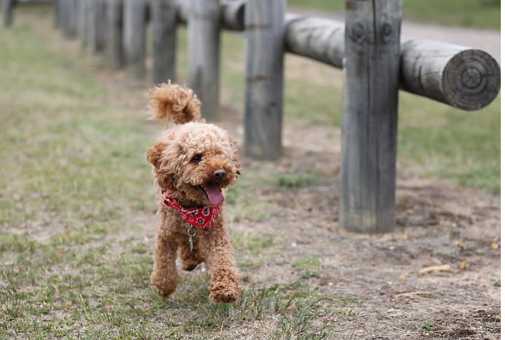 最受欢迎的小型犬排名,最受欢迎的小型犬排行