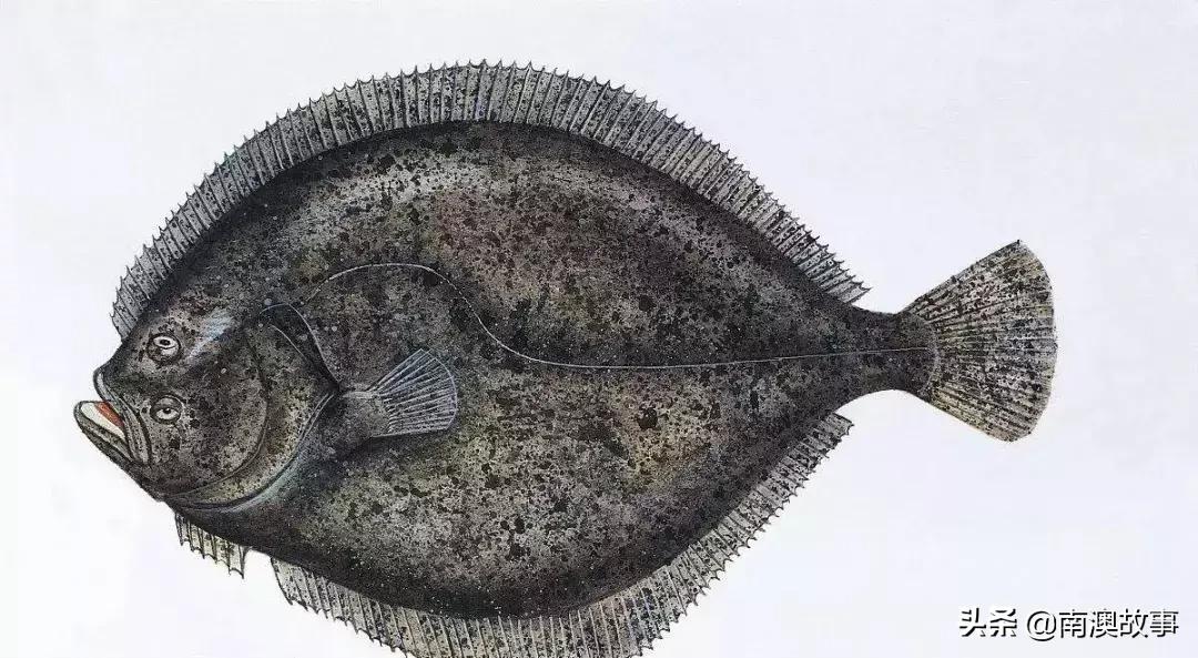 南澳渔民捕鱼视频,南澳渔民出海