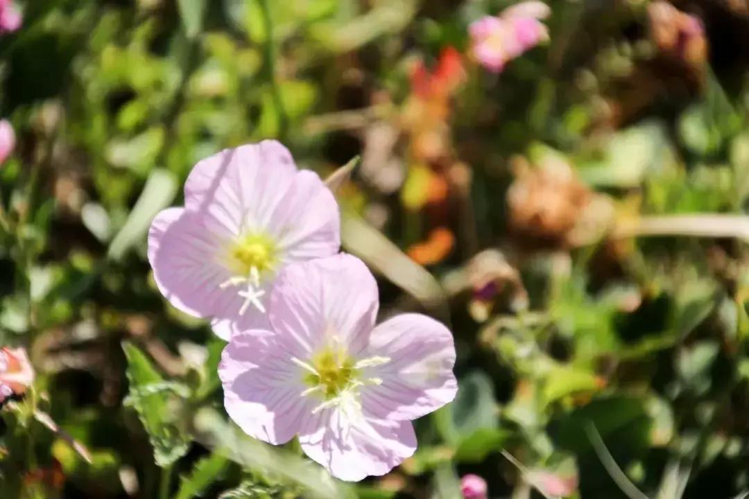 凉山州哪里可以赏花,西昌赏花攻略