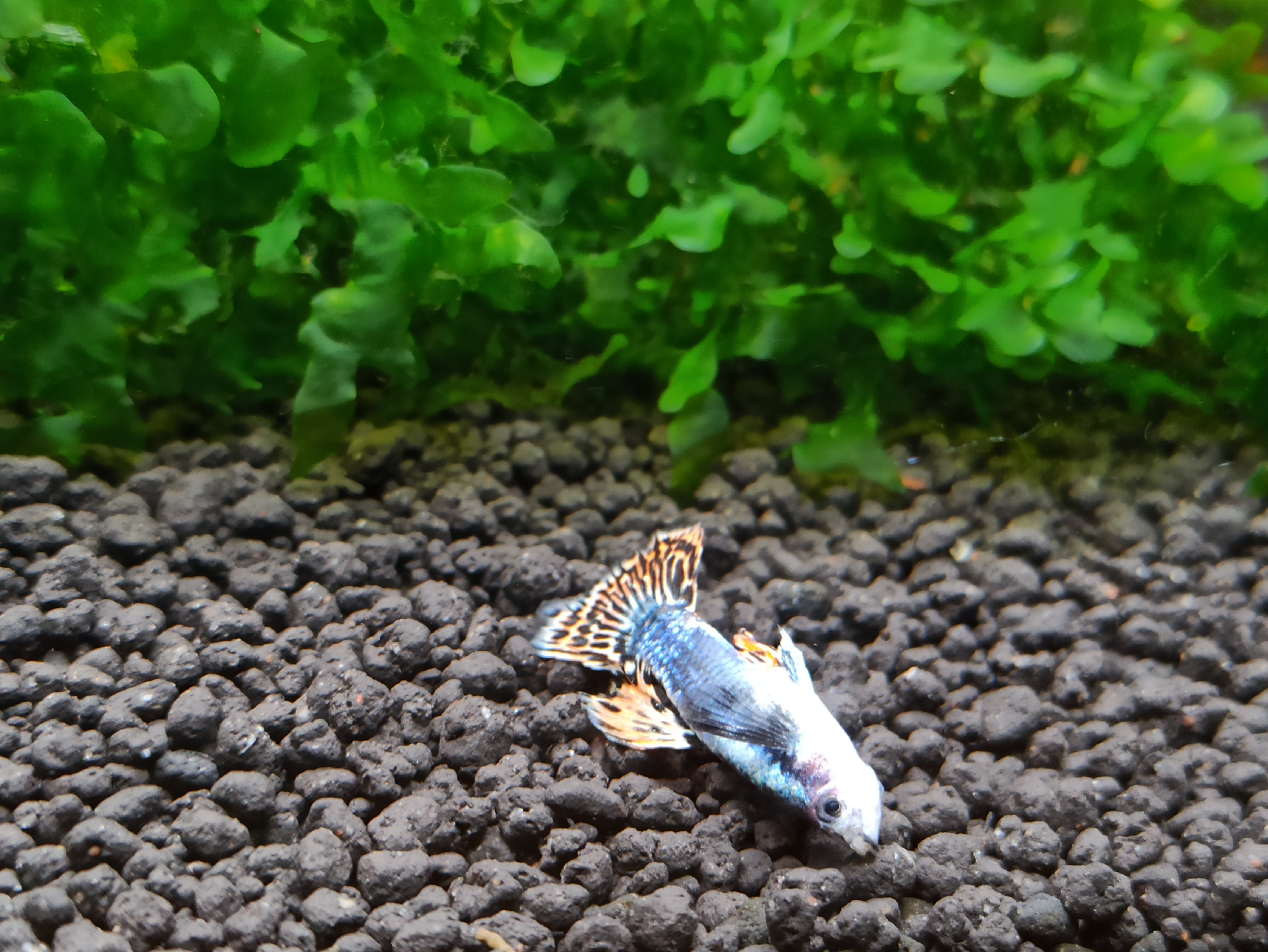 观赏鱼失鳔能活吗,为什么养的观赏鱼总是死