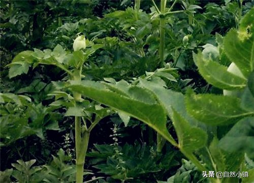 白芍的种植技术和种植前景如何,白芍种植技术及亩产效益