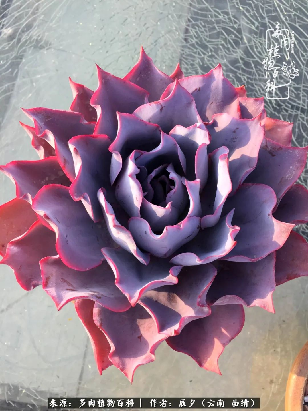 缂辩换鏃栨棊钁宠暏鐢熼,缂辩换鏃栨棊钁宠暏鐢熼鍑哄