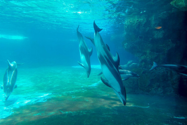 珠海长隆旅游攻略一天自由行,珠海长隆旅游攻略三天自由行