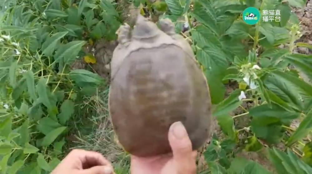 熊猫主播排行榜女,熊猫直播户外女主播