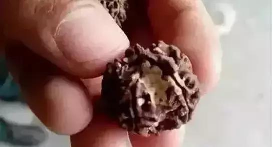 菩提手串有点生霉,菩提手串为什么会臭