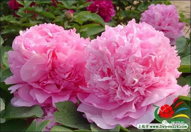 欧阳修袁枚,韩愈袁枚和欧阳修