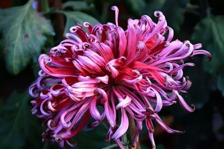 花中四君子菊花国画用笔,花中四君子菊花高清图片