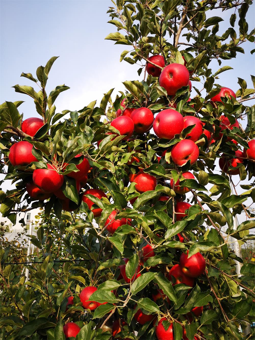 灞辫タ鑺煄涓夊疂,灞辫タ鑺煄楂樺北鑻规灉