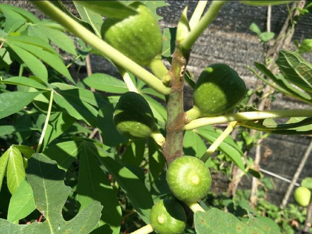 无花果树根被虫蛀了怎么治,无花果树枝被蛀空了怎么办