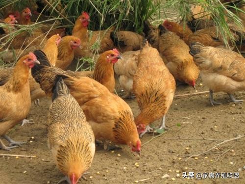 为什么很多人都说养鸡不赚钱但又不见放弃?过来人说出了“秘密”