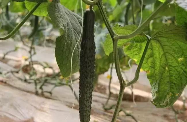 黄瓜霜霉角斑病怎么防治,黄瓜霜霉病细菌性角斑病