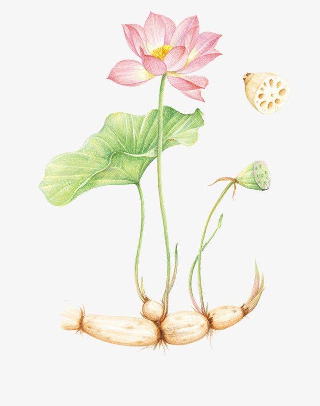 荷叶为什么不沾水科普讲解,荷叶为什么不沾水教案