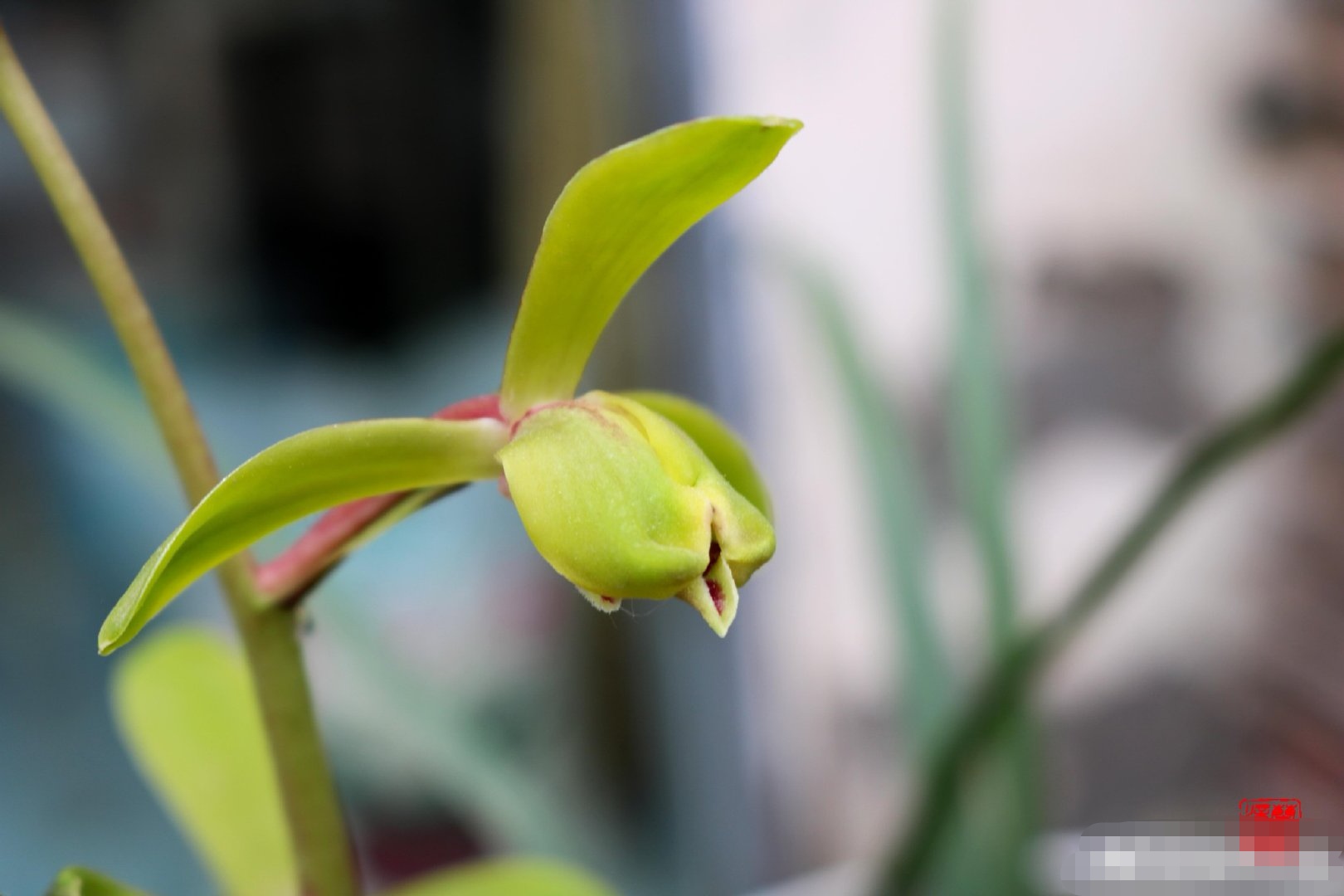 蕙兰老八种里最好看的品种,蕙兰中最值得入手的品种