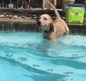 狗狗冷知识小视频图文版,狗狗冷知识8