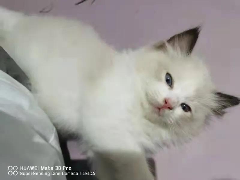从小养的橘猫还会有野性吗,养橘猫的都是什么人