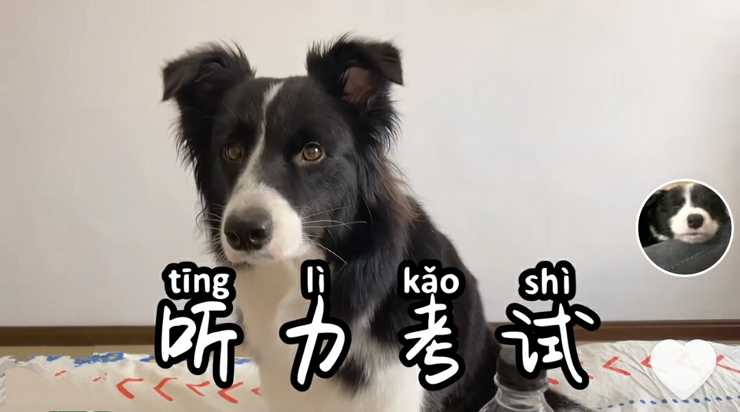 第一次养狗的人不适合养边牧,为什么说养狗不建议养边牧