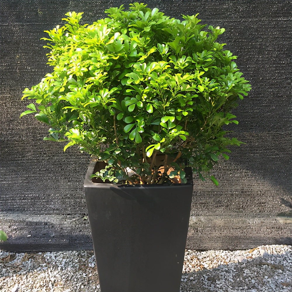 米兰花怎么养才香甜好看,米兰花怎么样养才能香味浓郁