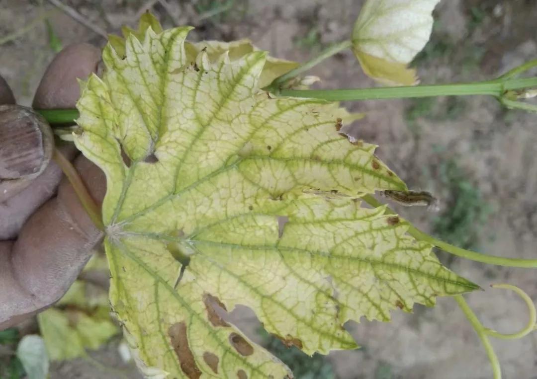 葡萄叶片缺铁怎么施铁,葡萄缺铁叶子有什么变化