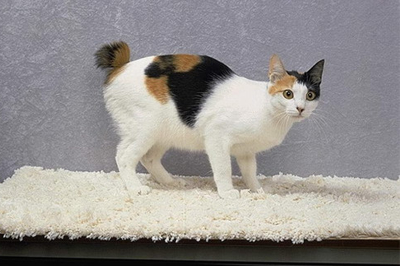 什么样的猫最好养又吉祥,什么猫好养比较聪明旺财