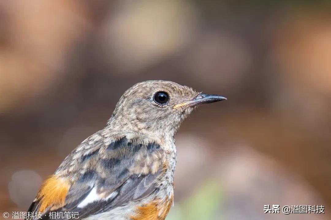 适马150-600s镜头评测,适马新镜头70-200