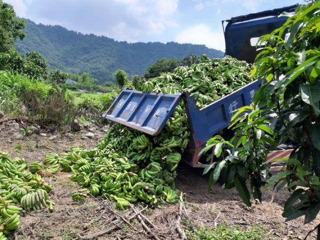 没“卖菜郎”，高雄水果就崩盘？南台湾“蕉急”，民代盼大陆来解
