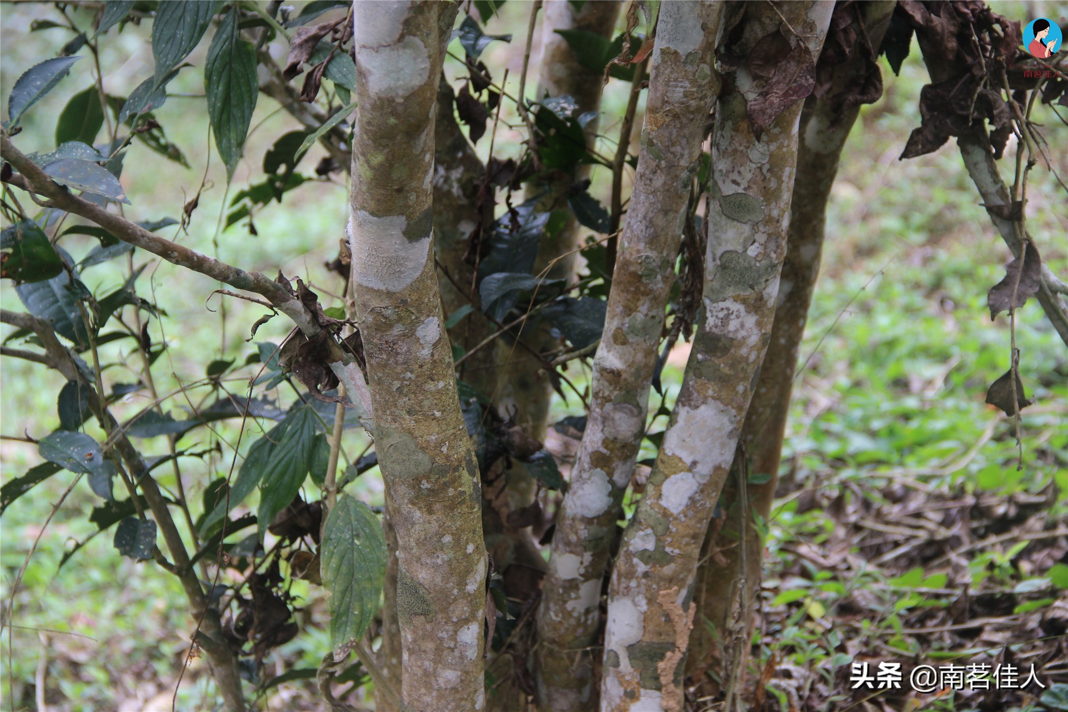 被神话了的冰岛茶,冰岛茶的真实实力