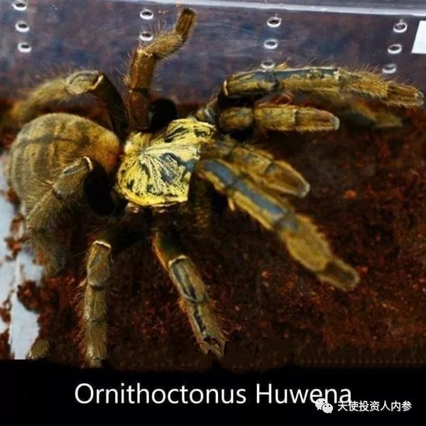 「我是创始人」034:凡高@跨境动植物电商MyHomeNature