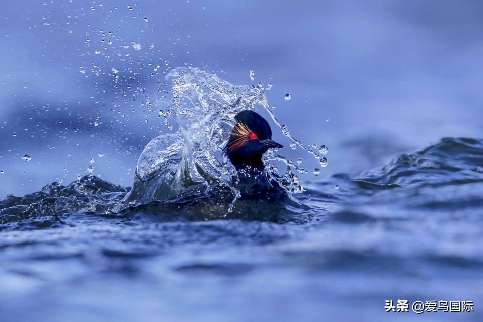 2020观鸟大年,观鸟大年完整版