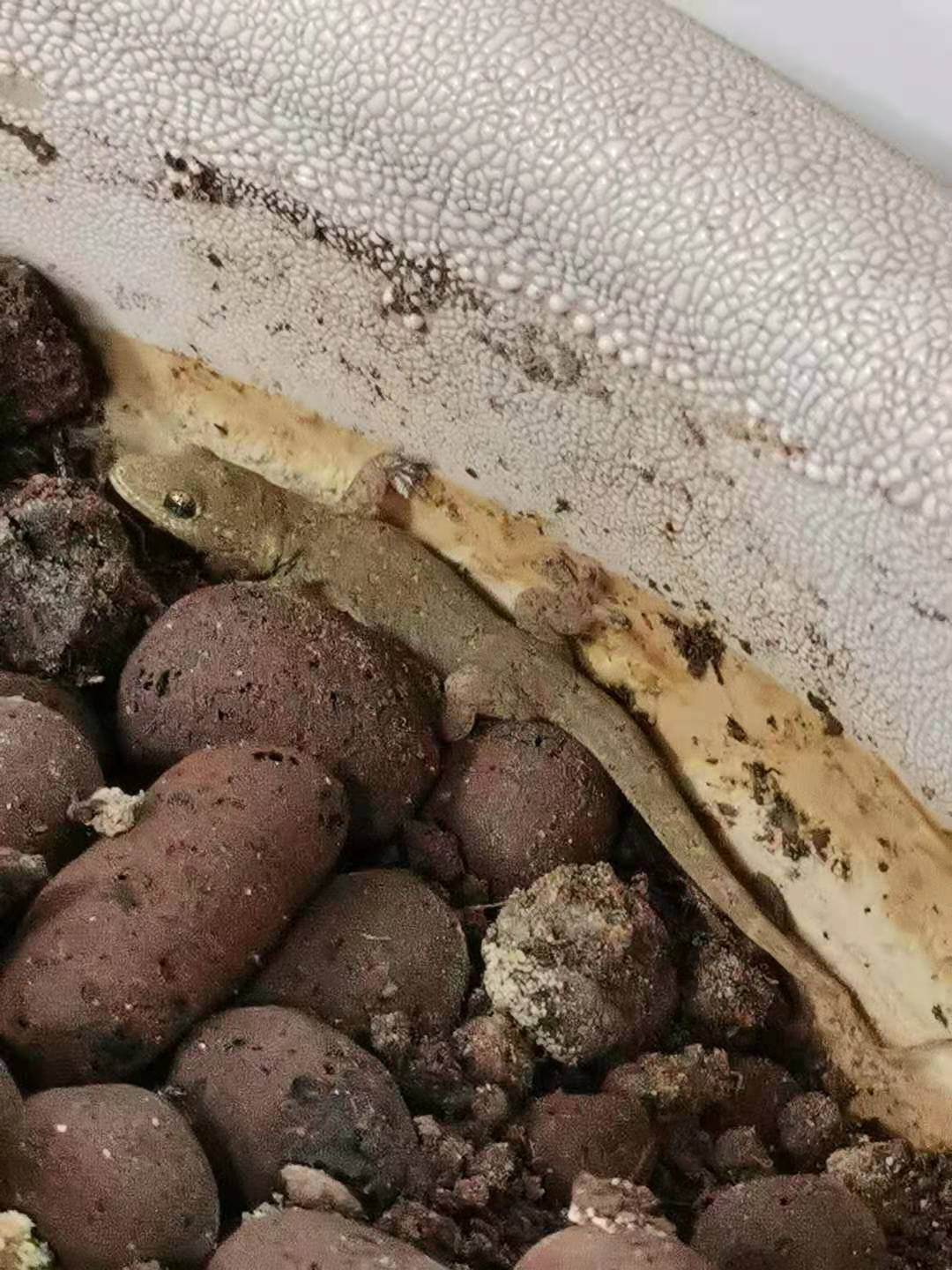 蚊子嗡嗡话你知：断崖式寒潮即将来袭