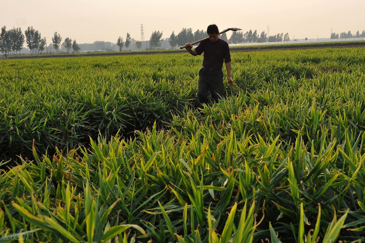 大姜黄叶怎么解决,大姜干尖黄叶