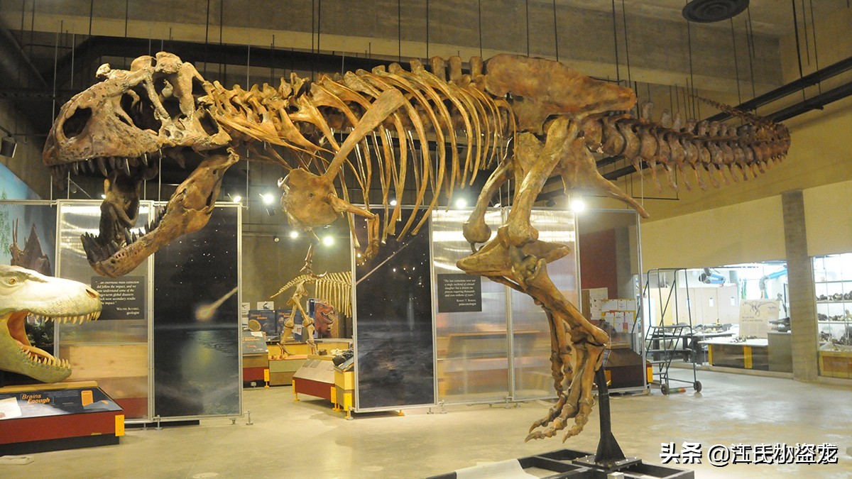 霸王龙的一生,霸王龙最关键的两个阶段