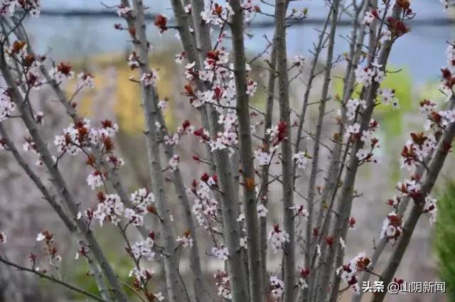 人间四月春暖花开散文,最美人间四月天优美散文