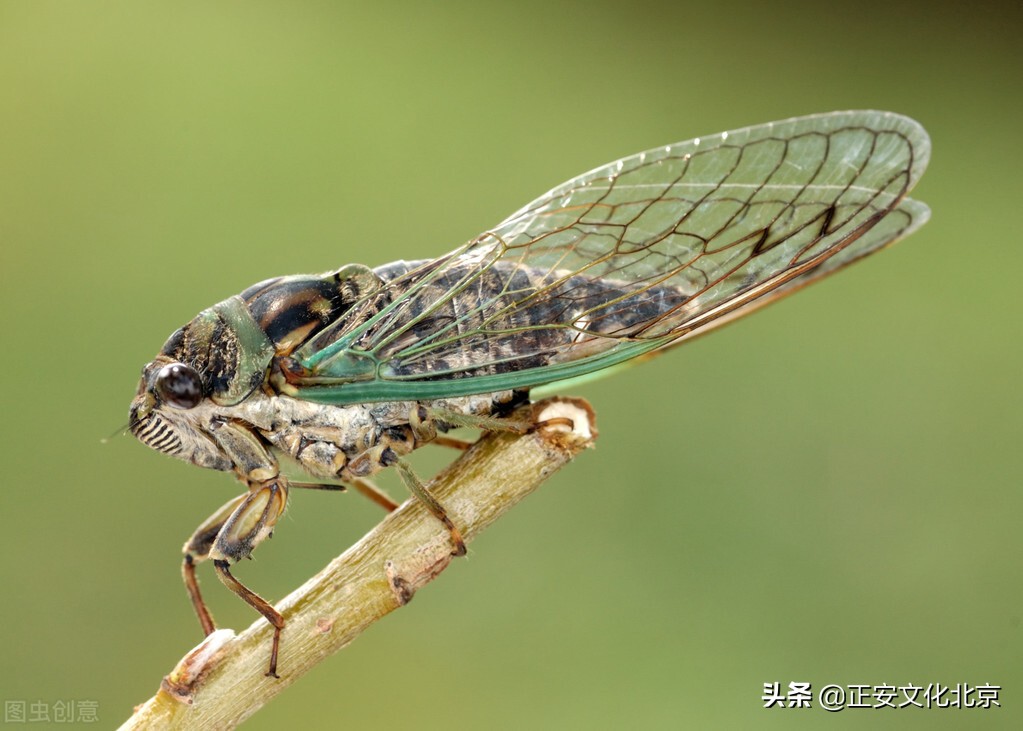 几十年耳鸣蝉叫能治好吗,一直耳鸣像蝉叫二十多年